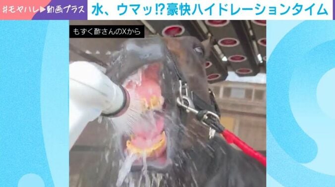 馬のノーブルビーチ
