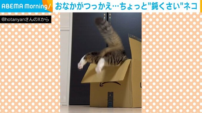 猫の「ほたて」くん（10カ月）