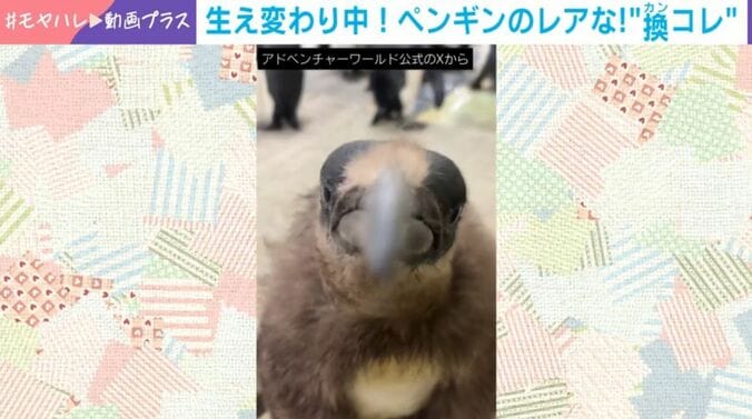 キングペンギンの赤ちゃん