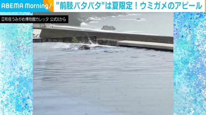 ウミガメ