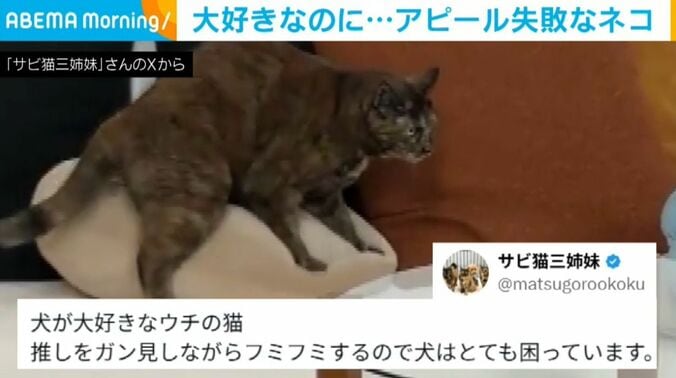 「サビ猫三姉妹」さんのXから