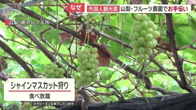 シャインマスカットが食べ放題