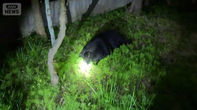 緊迫！仙台市の中心部に巨大クマ なぜ？市街地に“3つの特徴” 1枚目