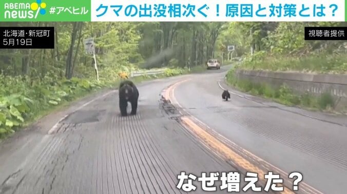 「親子で車を追いかけるクマも」人間の生活エリアで相次ぐ「遭遇被害」 なぜ“人の怖さ”を忘れたのか 1枚目