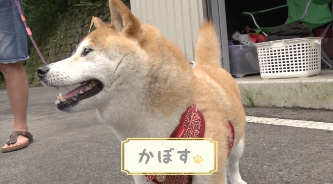 「感動だワン！」柴犬かぼすちゃん、 美しすぎる大自然の中でカヌー挑戦で 2枚目