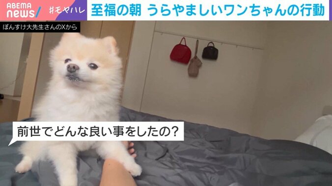 ポメラニアンのレオナルド・ポコ丸くん