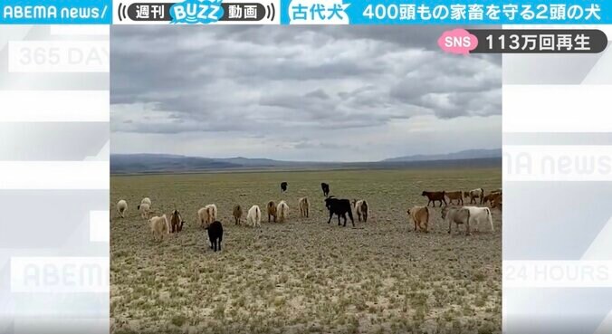 「VIVANT？」モンゴルの勇敢な戦士が400頭もの家畜を守っていた オオカミやユキヒョウと戦ってきた“古代犬”2頭がカッコ良すぎると話題に 1枚目