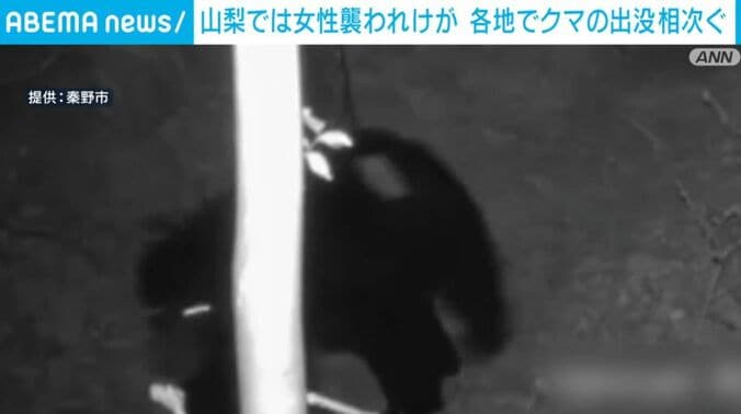 秦野で確認されたクマ