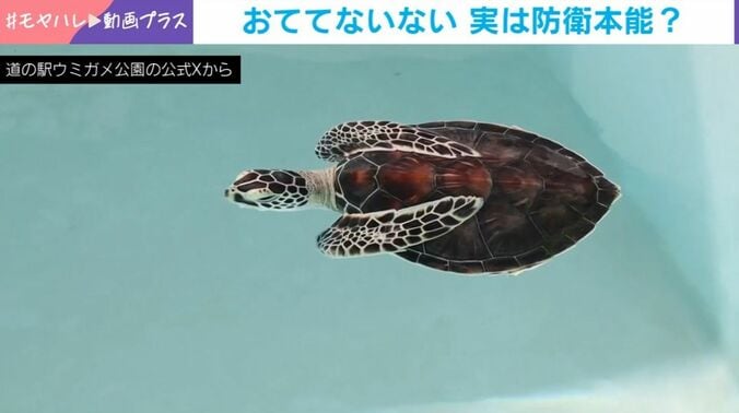子どもウミガメ