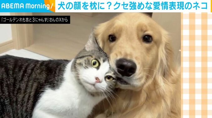 ゴールデンレトリバーのれも吉ちゃん、猫のちま吉ちゃん
