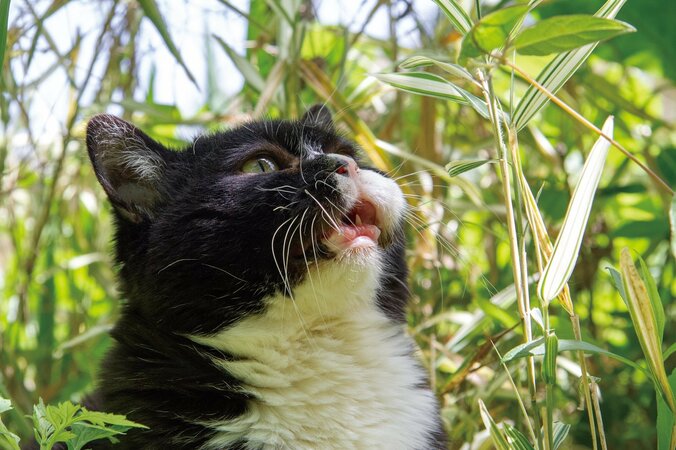 『もんたのいた日常』もんたの飼い主・著