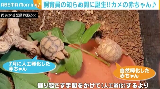 飼育員も知らぬ間に誕生！ 「ヒョウモンガメ」の赤ちゃんが公開 2枚目