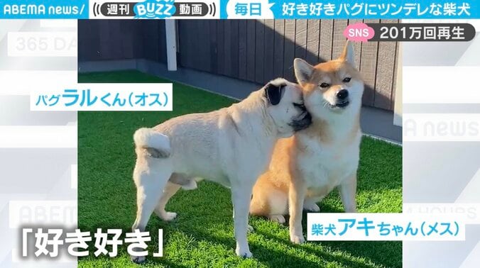 まるで“女王様とオモチャ” 怒られても柴犬のことが大好きすぎるパグが話題 1枚目