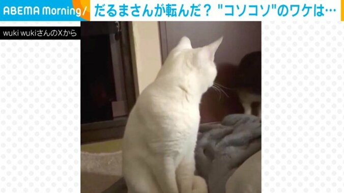 猫のミミちゃん（2歳）とまるくん（2歳）