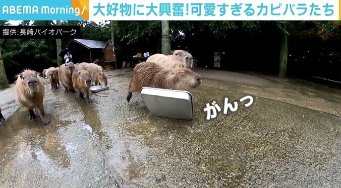 大好物へまっしぐら 容器が当たっても気にしない可愛すぎるカピバラたち「いつも当ててます」 1枚目