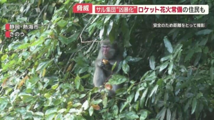 色づいた柿だけを器用に選んで食べるサル