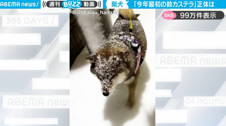 冬の北海道を楽しそうに散歩する柴犬がまるで粉砂糖びっしりの鈴カステラ状態！ かわいすぎて反響「美味し…あ、いや、寒そう」「鈴カステラの時期」