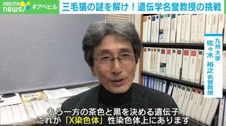 三毛猫の毛はなぜ3色? 「長年解き明かしたいと思っていた」 名誉教授の熱量高い研究プロジェクトに700万円超集まる