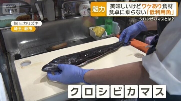 クロシビカマス