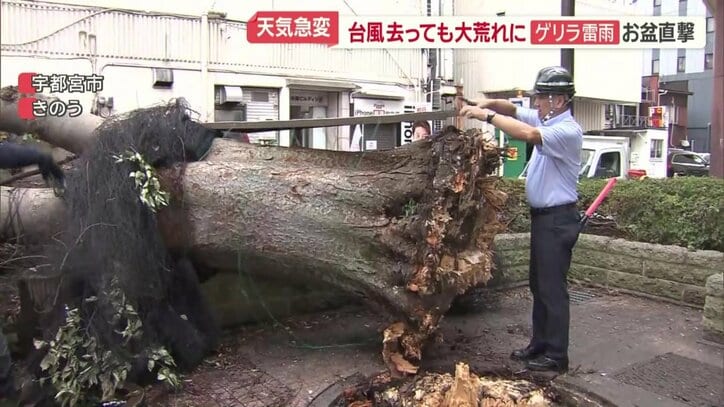 各地で相次いだ倒木被害