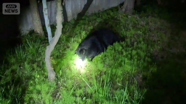 緊迫!仙台市の中心部に巨大クマ なぜ?市街地に“3つの特徴”