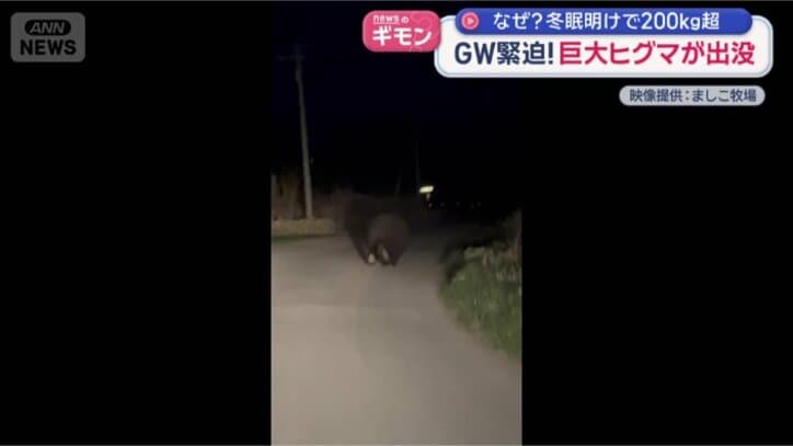 ヒグマの映像