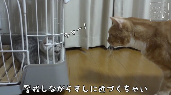 猫「お姉ちゃんって呼んでもいい…？」 姉妹のドキドキ10日間を放送決定