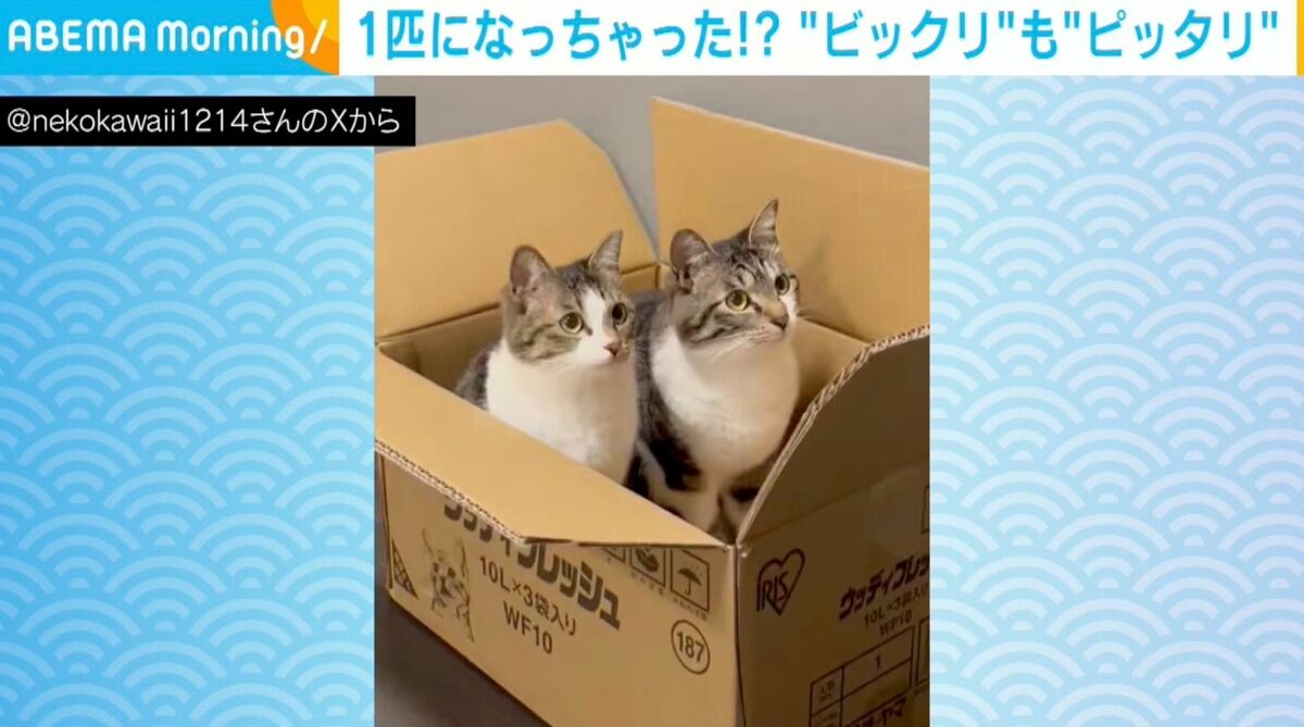 りくりゅうペアか！？」2匹の猫の“華麗なシンクロジャンプ”に「むしろ