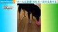 「これはなに??」新しいおもちゃの“性能”にビビる犬 警戒心MAXの困り顔が話題