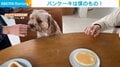 人懐っこい犬がパンケーキを“守る”ため威嚇 目を疑う“豹変ぶり”に飼い主大爆笑