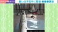 「結構スパルタｗ」ペットカメラが捉えたまさかの“犬たちの講座”の様子 「真剣で可愛すぎる」「参加させてください」「楽しそうだね」など反響