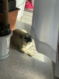 北斗晶『短めのカーテン』