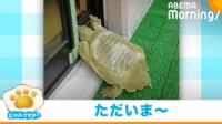 【映像】スッポンがドアを開ける瞬間