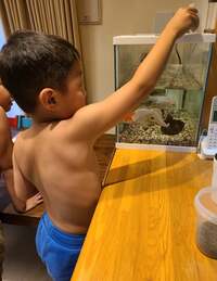 小原正子『ペット☆』