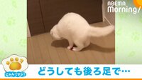 猫がハートのおもちゃを“ドンッ” 後ろ足で踏むことにこだわる姿に「親の仇ぐらいの勢い」と反響