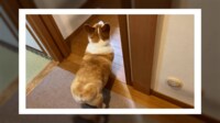 「トイレ行きます」毎回“ほめて”アピールするコーギー