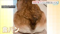 【動画】食パンの形をした犬のお尻