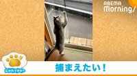 【映像】降雪をはじめて見た猫が“大興奮” 愛くるしいリアクションに悶絶の声