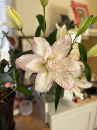 キャシー中島『レッスンの後、七奈美のところへ』