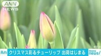 社会ニュース - クリスマス向け 2万本のチューリップ出荷始まる | 動画視聴は【Abemaビデオ(AbemaTV)】