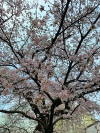 横山だいすけ『卒園・卒業するみんな』