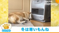 【映像】賢すぎる!! ヒーターのスイッチを押そうとする犬