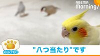 【映像】立っているだけのインコに起きたまさかの“悲劇” コントのような衝撃展開