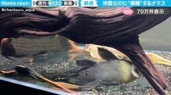 地震に気付かず爆睡！？ナマズの驚きの寝相に「かわいすぎてお腹なでなでしたい」「野生を忘れていて草」と話題