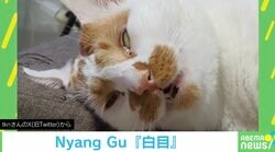 「おっさんが憑依してる」「気持ちよさそうに寝てる」愛猫の “ホラーな寝顔”が話題に