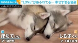 「尊すぎる！」顔を寄せ合う兄弟犬の寝姿が“奇跡のハート形”に