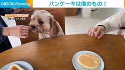 人懐っこい犬がパンケーキを“守る”ため威嚇 目を疑う“豹変ぶり”に飼い主大爆笑