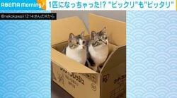 「りくりゅうペアか！？」2匹の猫の“華麗なシンクロジャンプ”に「むしろ一体化してない？」「息ぴったり！」など驚きの声