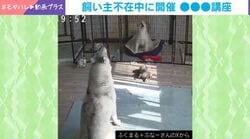 「結構スパルタｗ」ペットカメラが捉えたまさかの“犬たちの講座”の様子 「真剣で可愛すぎる」「参加させてください」「楽しそうだね」など反響