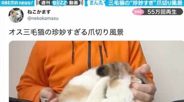 三毛猫です アルマジロ？ いや三毛猫です！ 独自の爪切りスタイルが「珍妙すぎる
